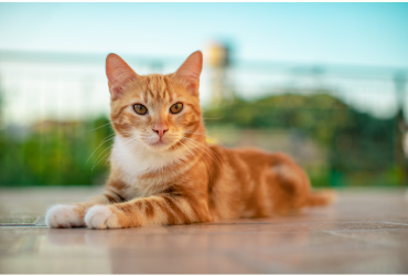 De todo para gatos